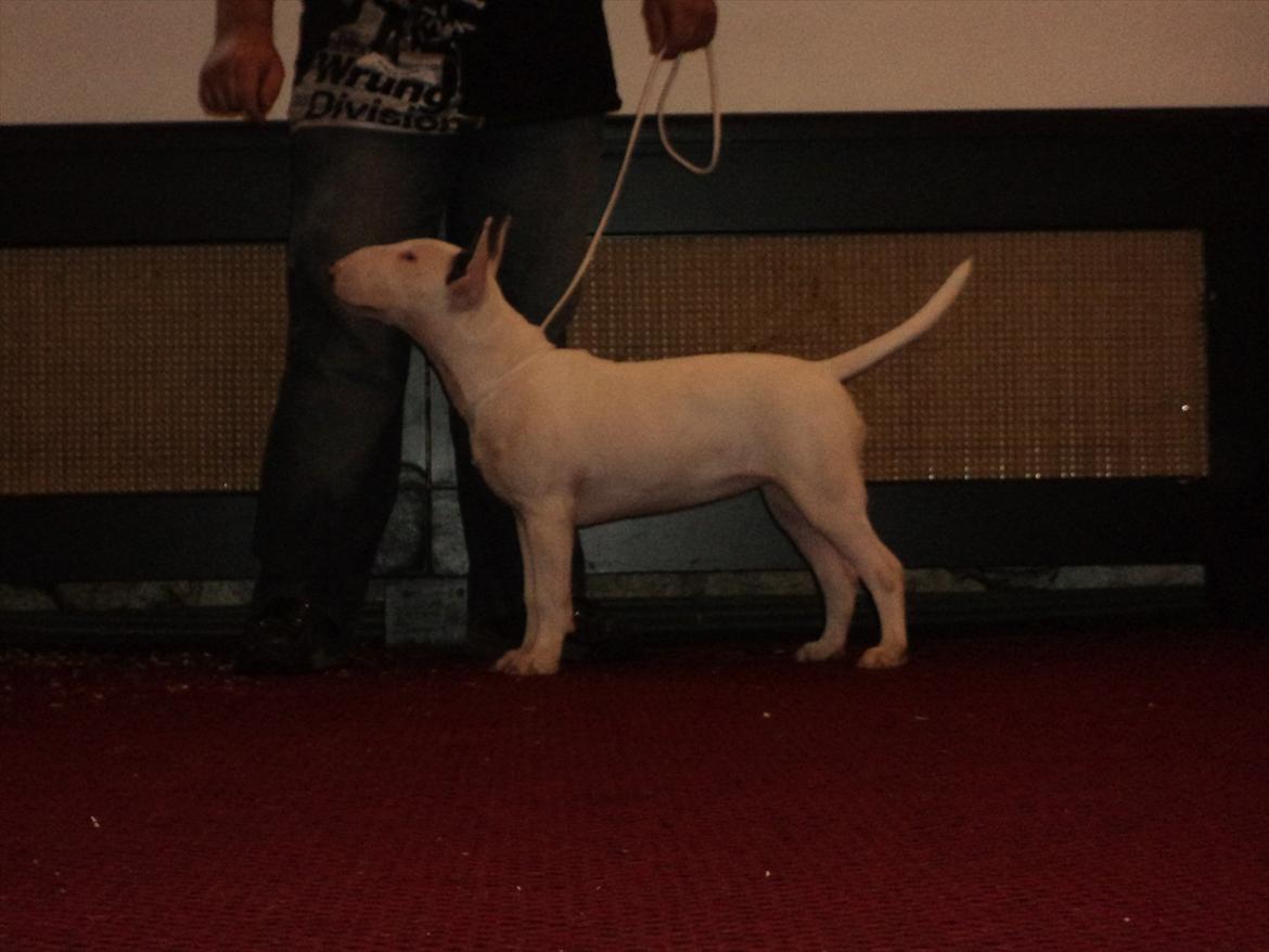 Bullterrier Breslaus Showboat aka Money  billede 2