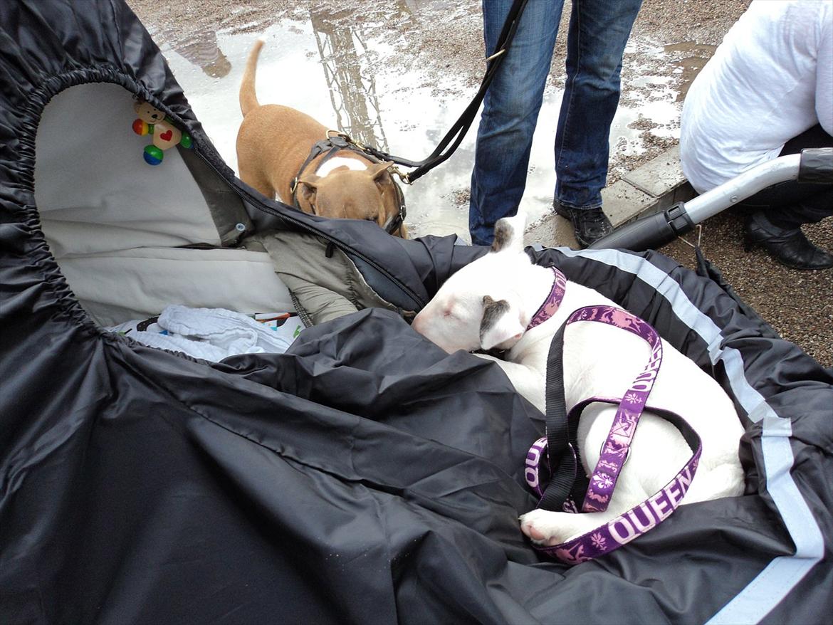 Bullterrier Breslaus Showboat aka Money  billede 3