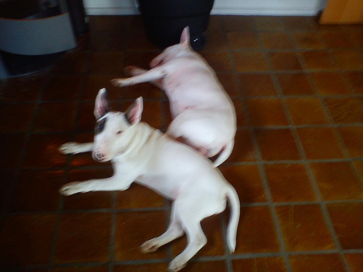 Bullterrier Breslaus Showboat aka Money  billede 4