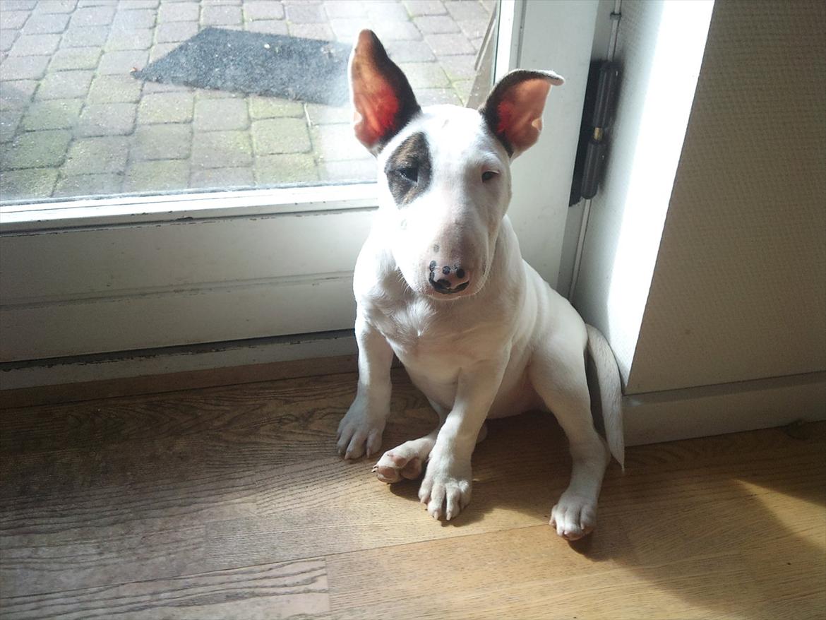Bullterrier Breslaus Showboat aka Money  billede 6