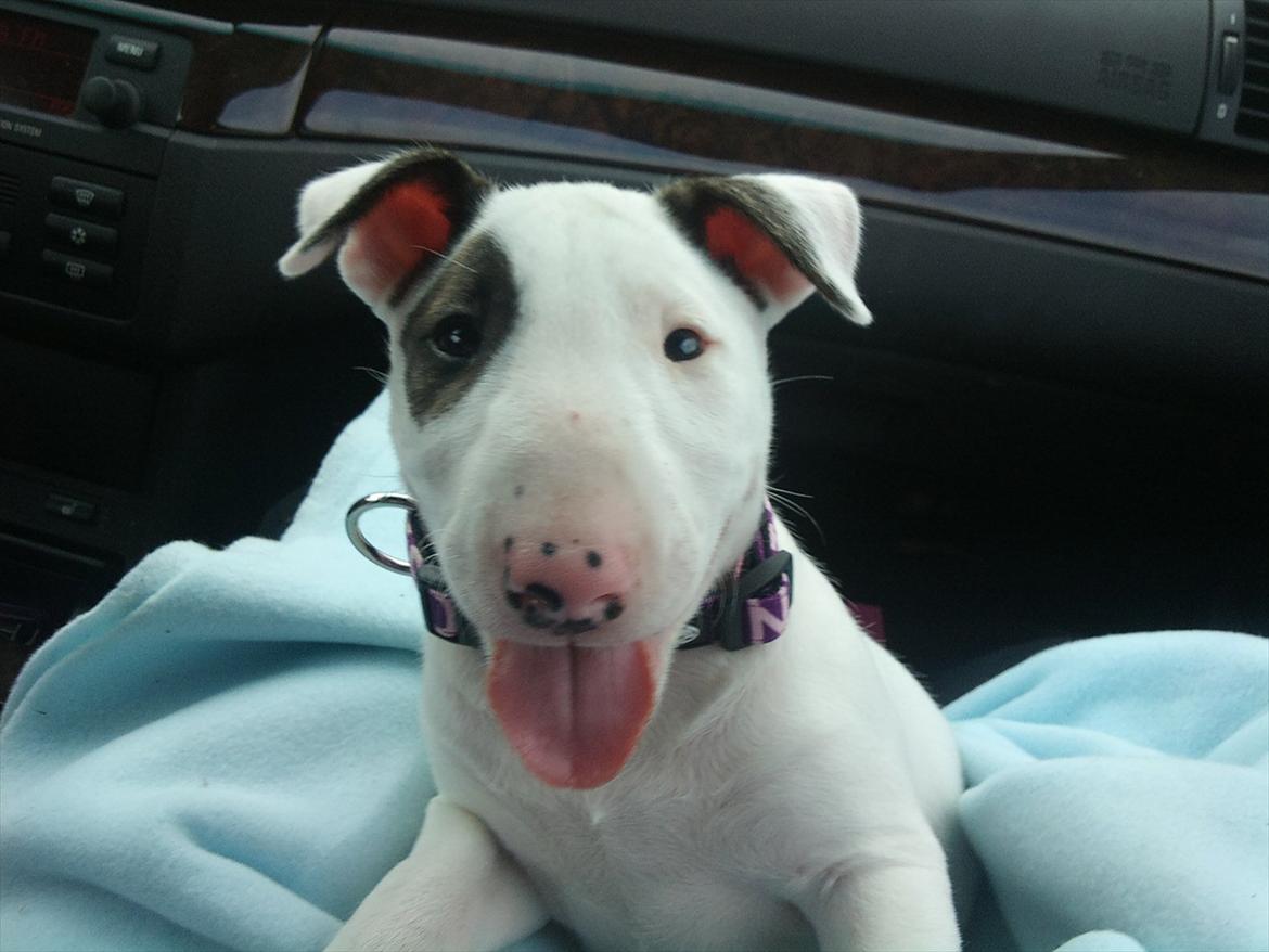 Bullterrier Breslaus Showboat aka Money  billede 7