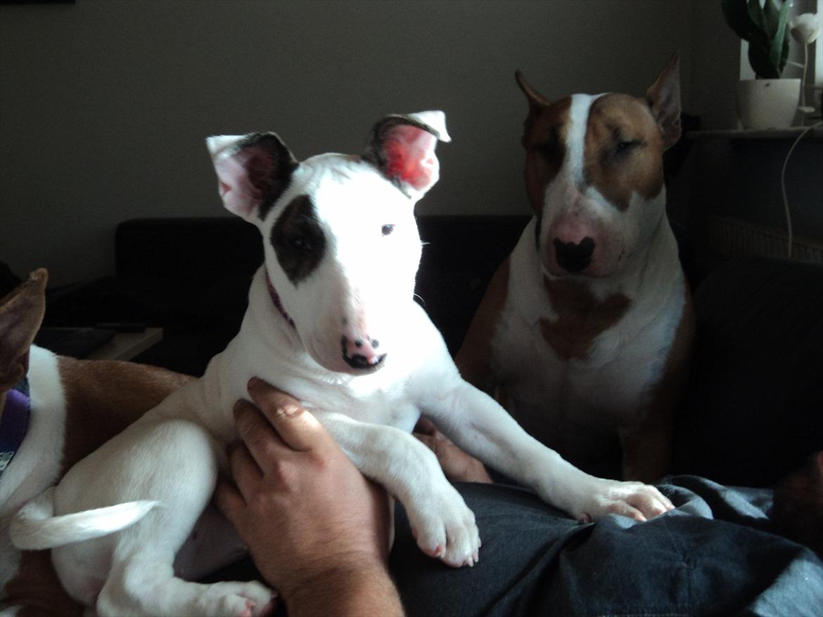 Bullterrier Breslaus Showboat aka Money  billede 8