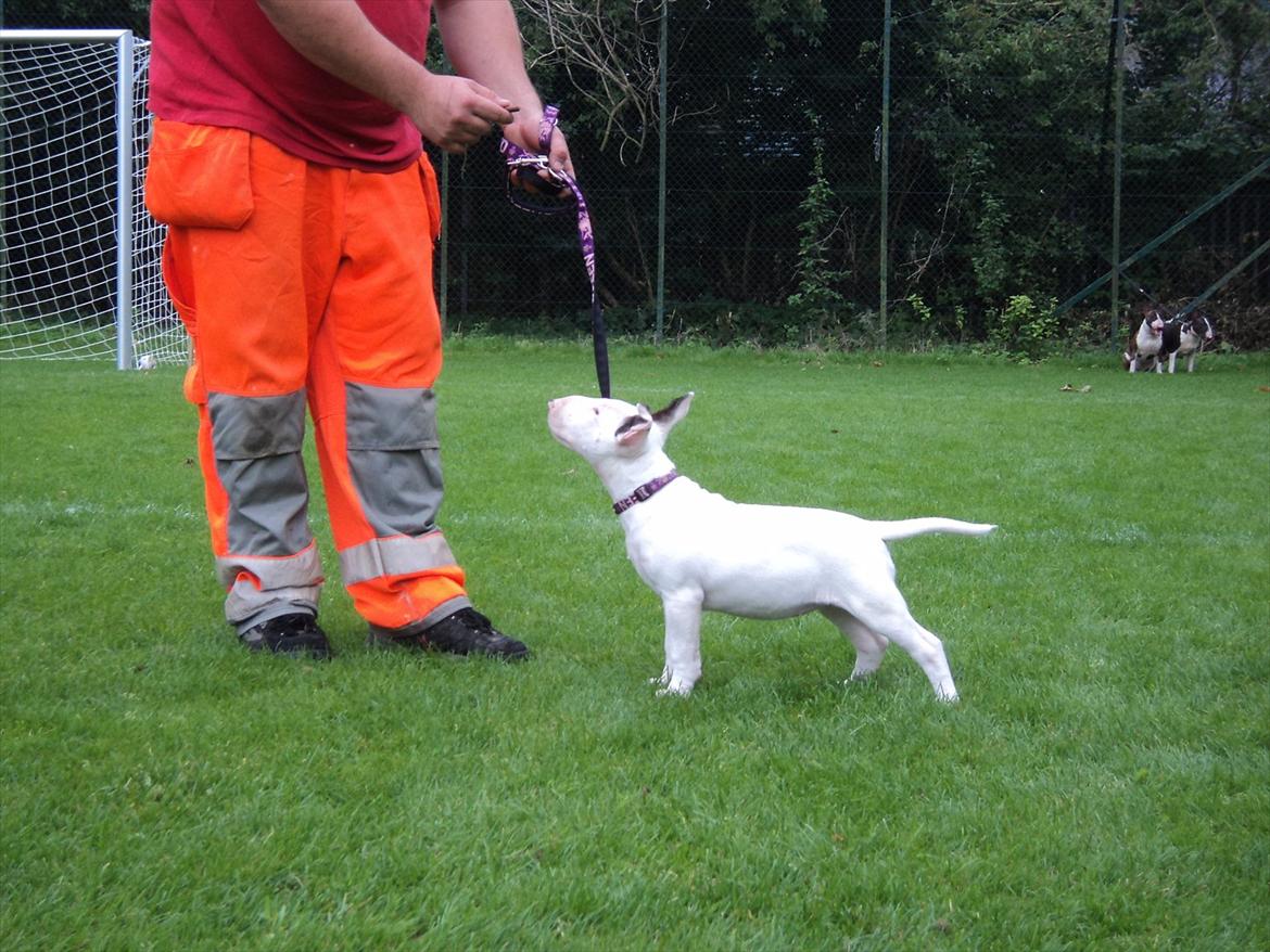 Bullterrier Breslaus Showboat aka Money  billede 9