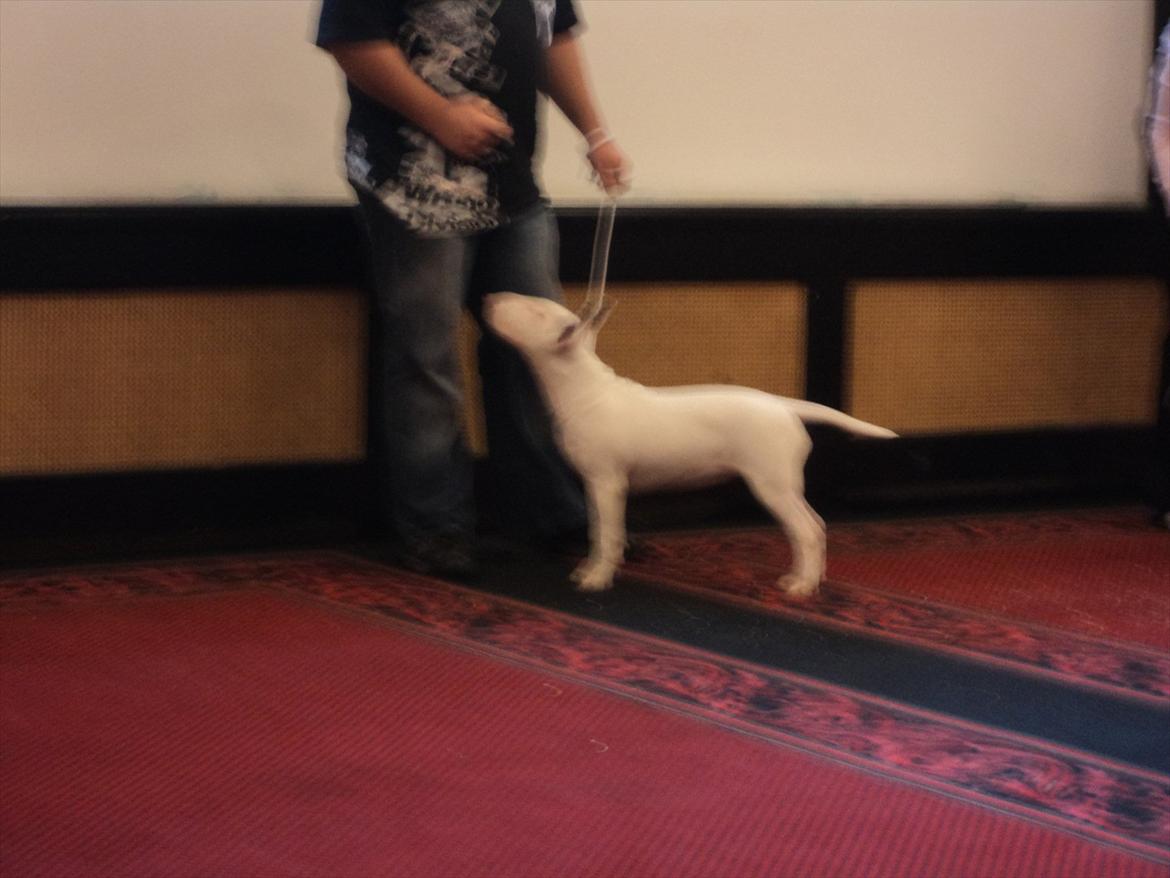 Bullterrier Breslaus Showboat aka Money  billede 10