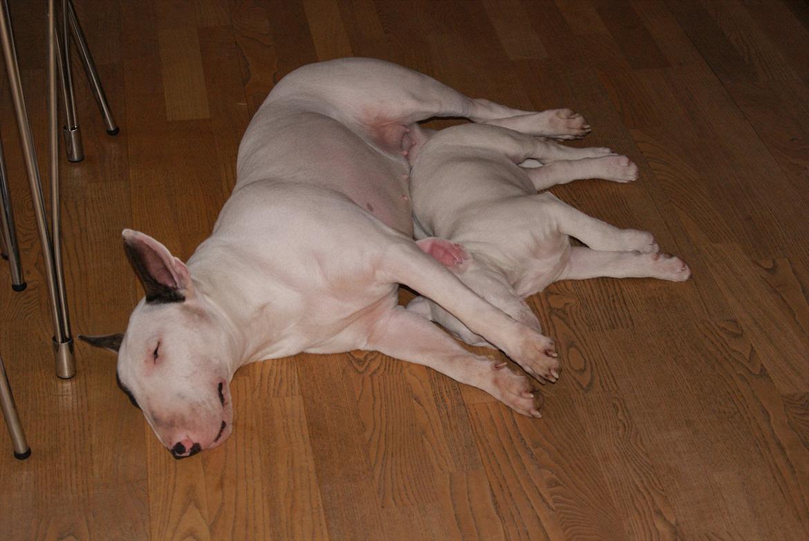 Bullterrier Breslaus Showboat aka Money  billede 11