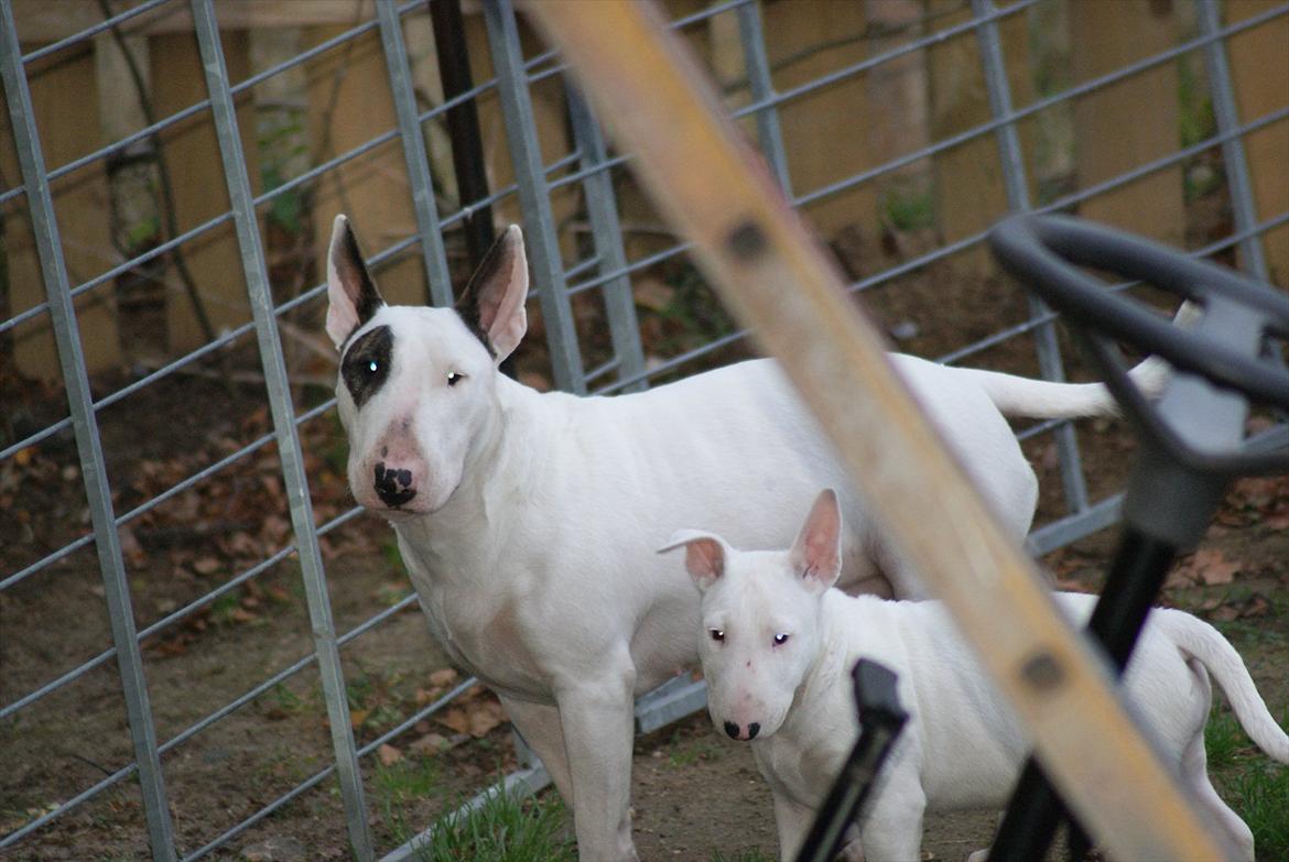 Bullterrier Breslaus Showboat aka Money  billede 12