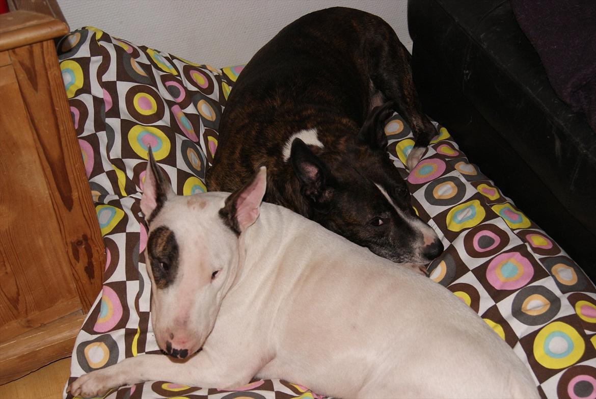 Bullterrier Breslaus Showboat aka Money  billede 13