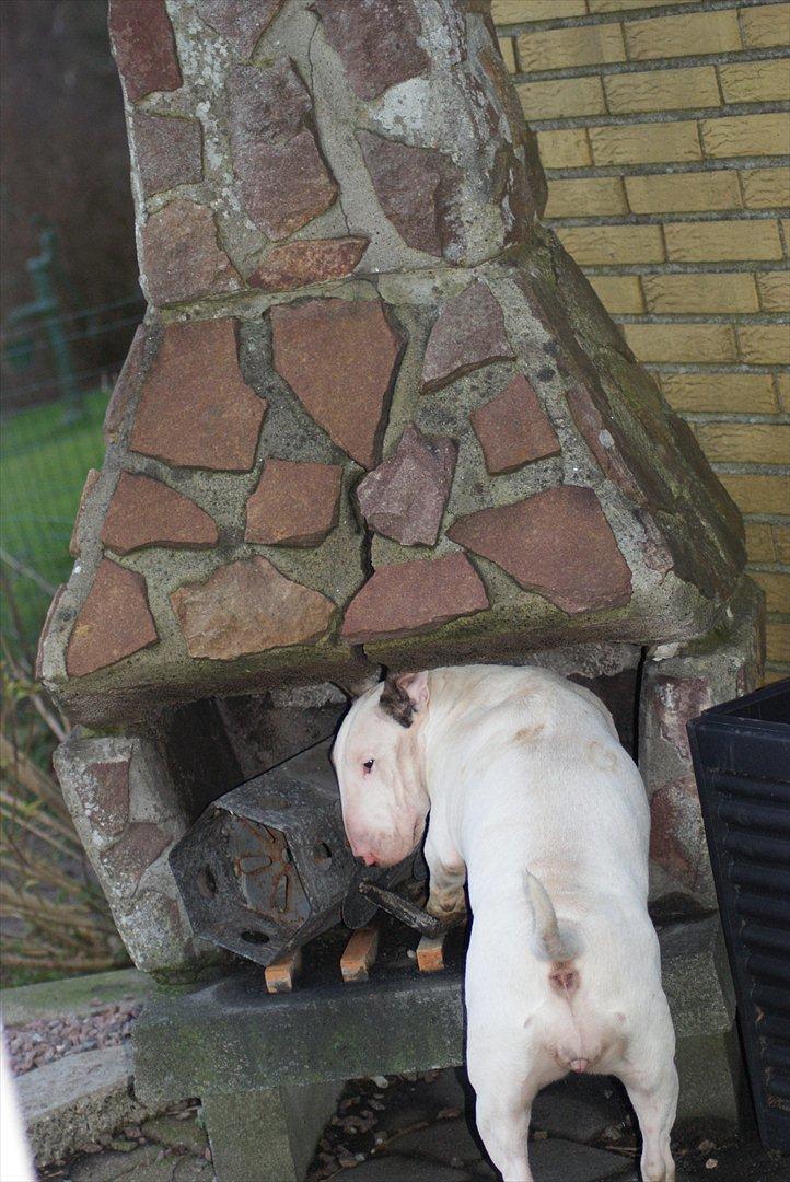 Bullterrier Breslaus Showboat aka Money  billede 15