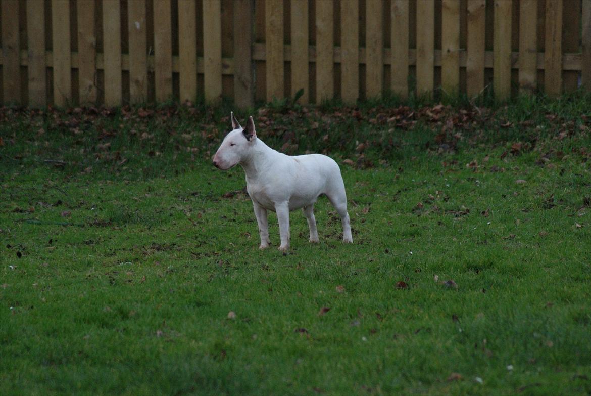 Bullterrier Breslaus Showboat aka Money  billede 16