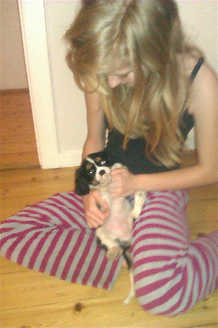Cavalier king charles spaniel Fiona <3 <3  :* billede 20