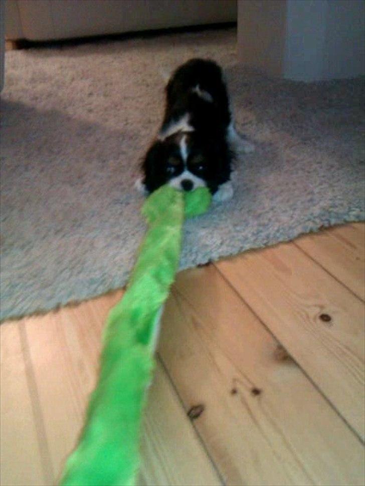 Cavalier king charles spaniel Fiona <3 <3  :* billede 19