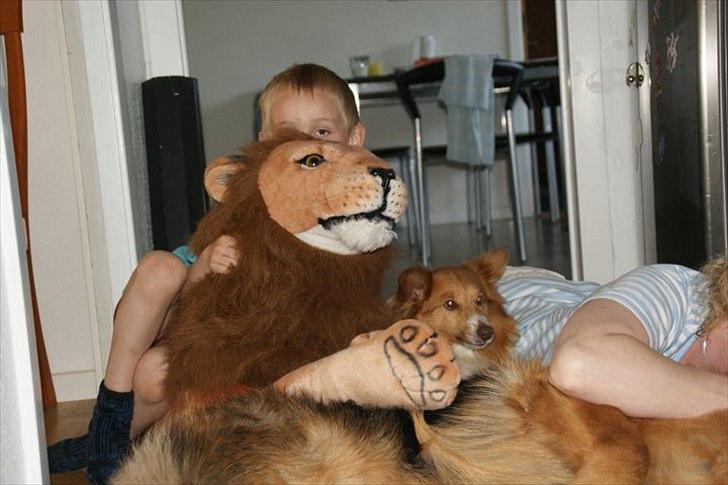 Blanding af racer Bobby Savnet :'( - 2. billede 2