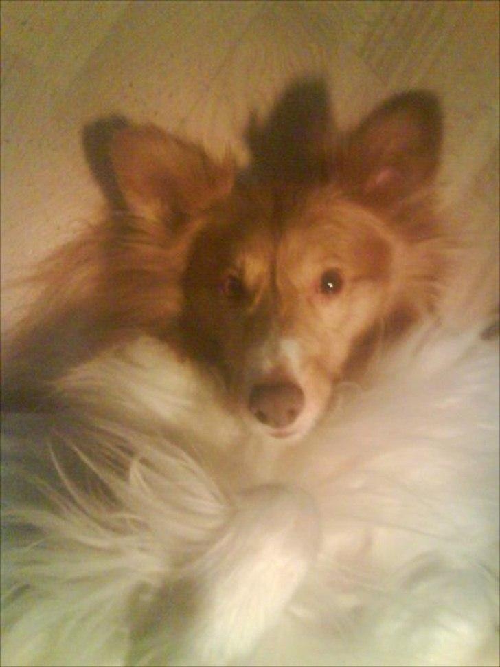 Blanding af racer Bobby Savnet :'( - 3. billede 3