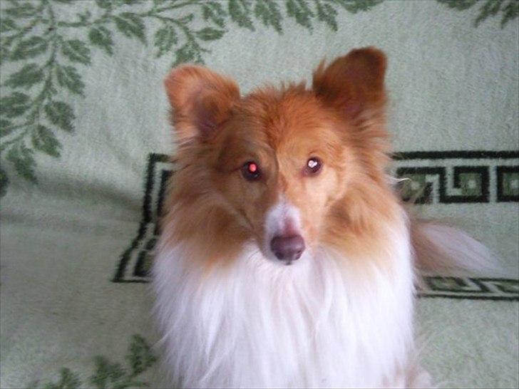 Blanding af racer Bobby Savnet :'( - 1. billede 1