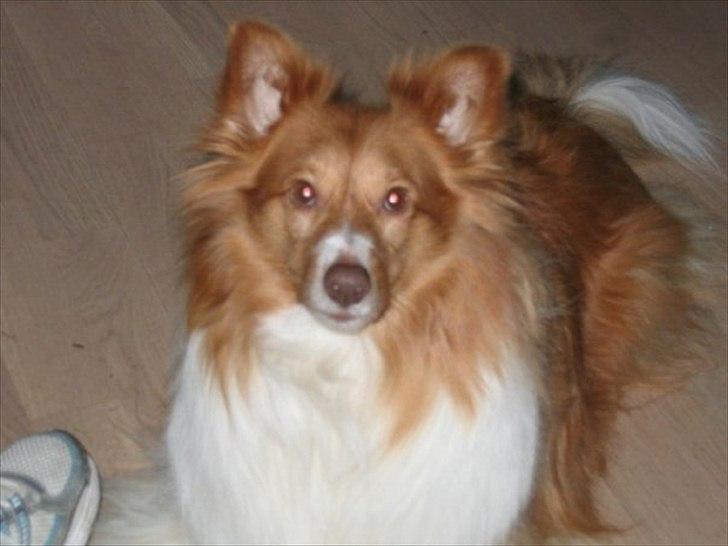 Blanding af racer Bobby Savnet :'( - 6. billede 6