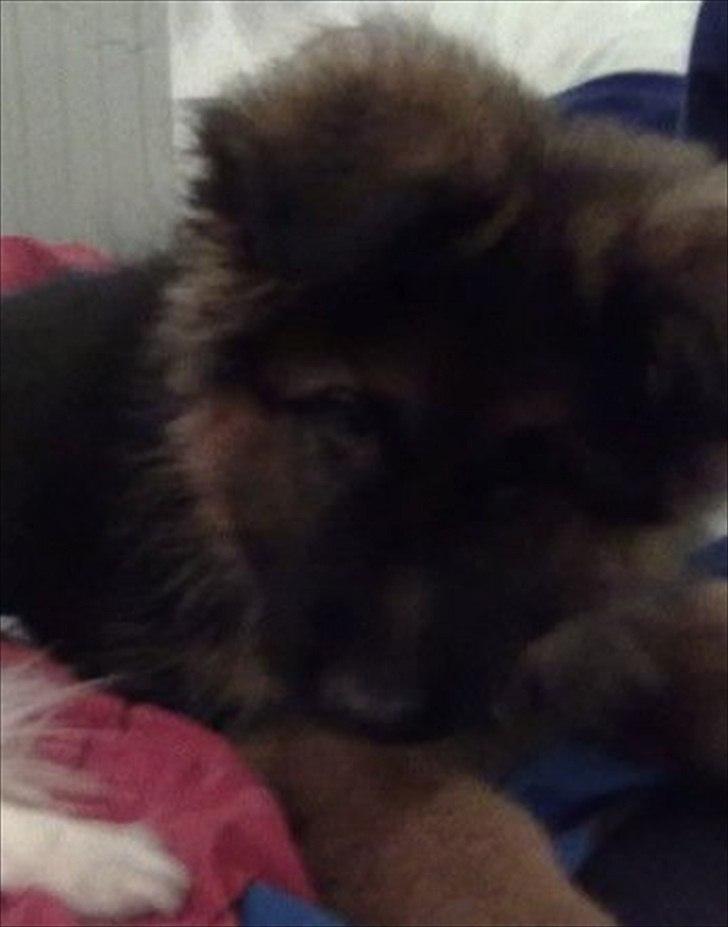 Schæferhund Hawto Fanto "Tyson" - 2. Hvalp billede 2