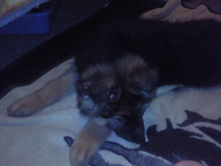 Schæferhund Hawto Fanto "Tyson" - 3. Hvalp billede 3