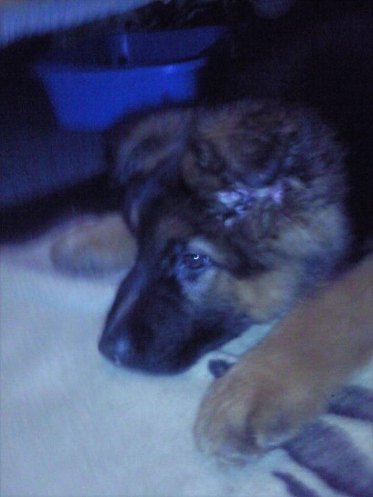 Schæferhund Hawto Fanto "Tyson" - 6. hvalp billede 6