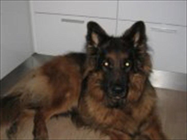 Schæferhund Hawto Fanto "Tyson" - 1. 10 år. det er hans hjørne. billede 1