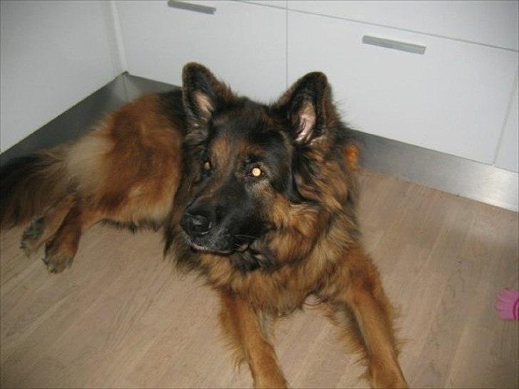 Schæferhund Hawto Fanto "Tyson" - 4. 9 år billede 4