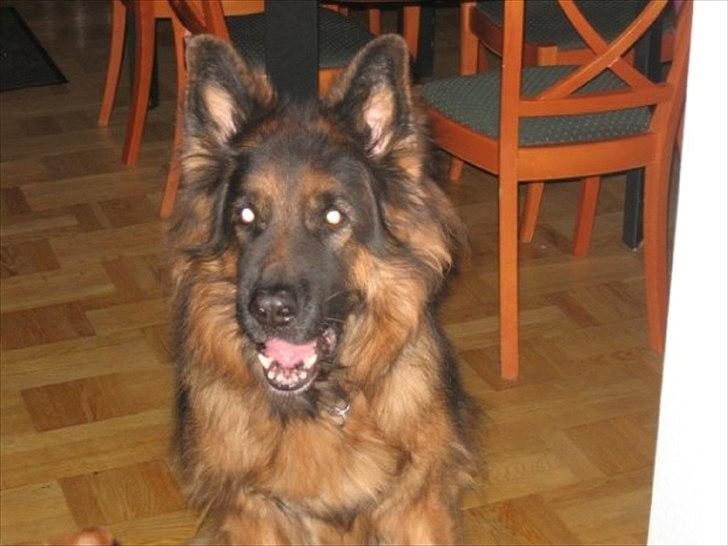 Schæferhund Hawto Fanto "Tyson" - 5, 8 år billede 5