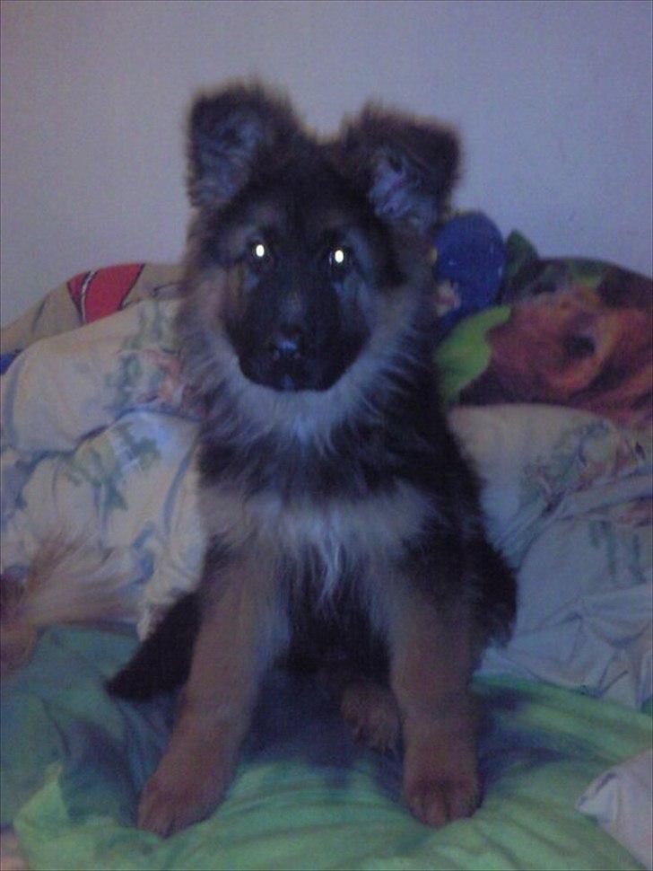 Schæferhund Hawto Rebus "Kingo" - 1. da jeg kommer hjem har han lagt sig i min seng:) billede 1