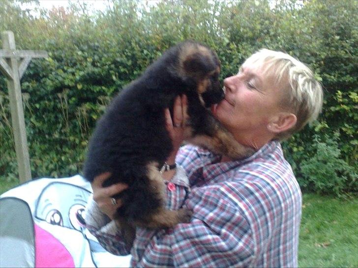 Schæferhund Hawto Rebus "Kingo" - 3. billede 2