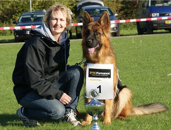Schæferhund Hawto Rebus "Kingo" - 11. billede 3