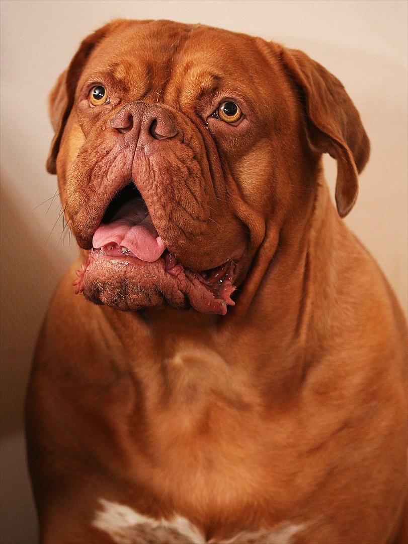 Dogue de bordeaux FRESZKA Lacrima Heliandum - Freszka 2½ år  billede 14