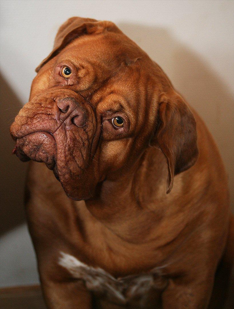 Dogue de bordeaux FRESZKA Lacrima Heliandum - Freszka 2½ år billede 15