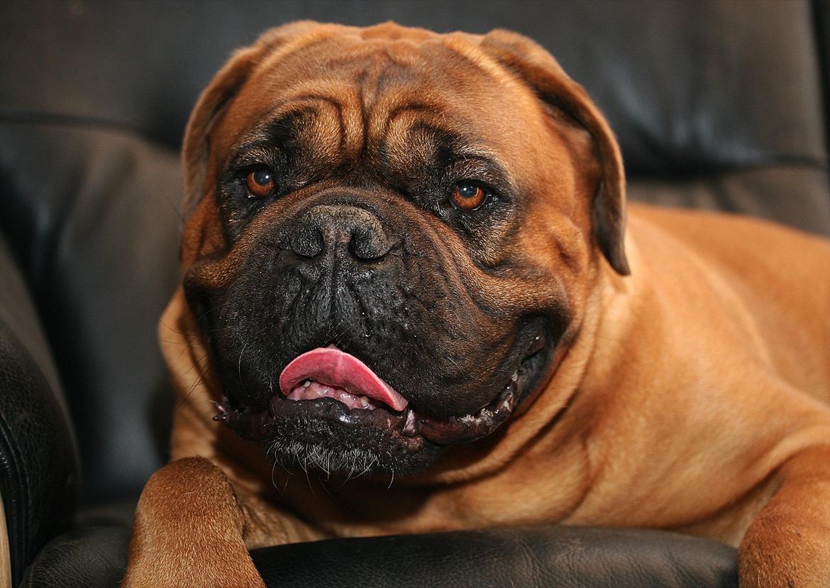 Dogue de bordeaux Saga von Nordniedersachen - Saga 4 år billede 20