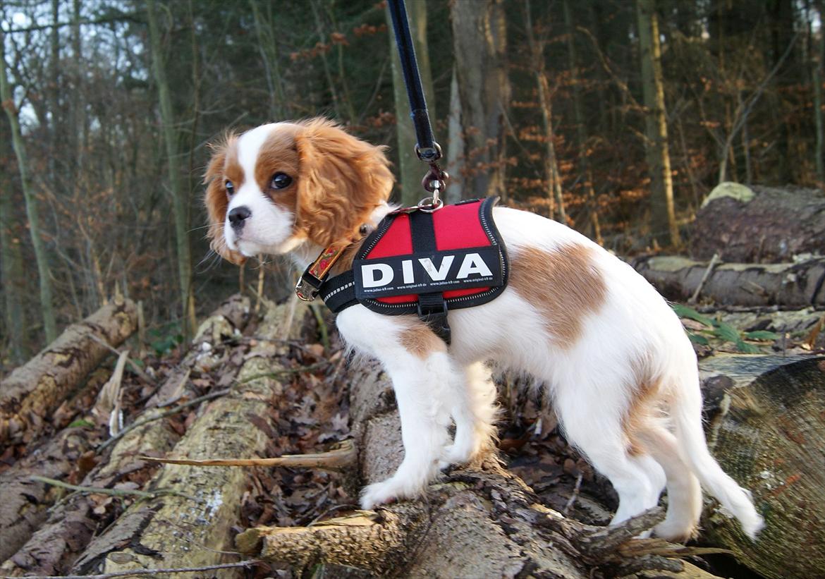 Cavalier king charles spaniel Marskens Nova  billede 15