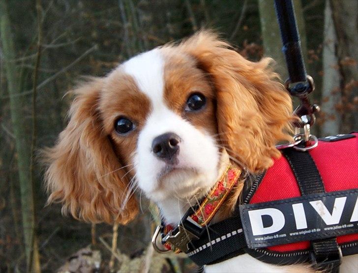 Cavalier king charles spaniel Marskens Nova  billede 16