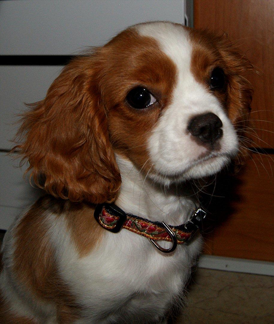 Cavalier king charles spaniel Marskens Nova  billede 17