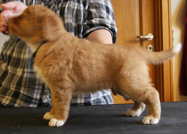 Nova scotia duck tolling retriever Redborn first Contact (Dixie) [Himmelhund] - 6 uger billede 36