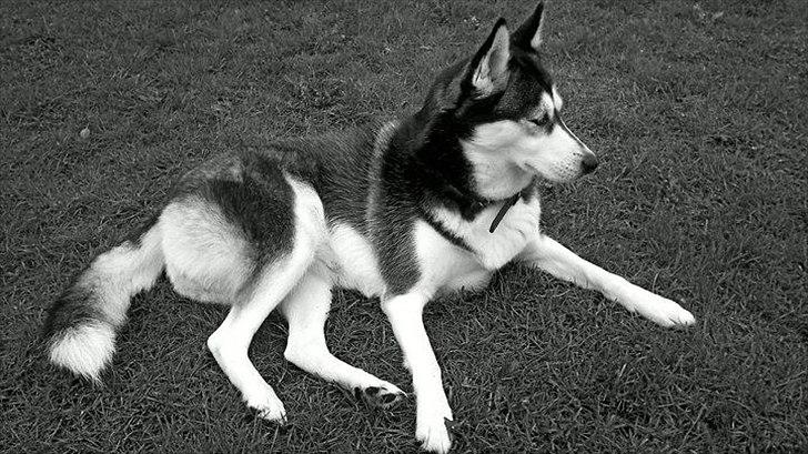 Siberian husky Lady, Himmelhund billede 1