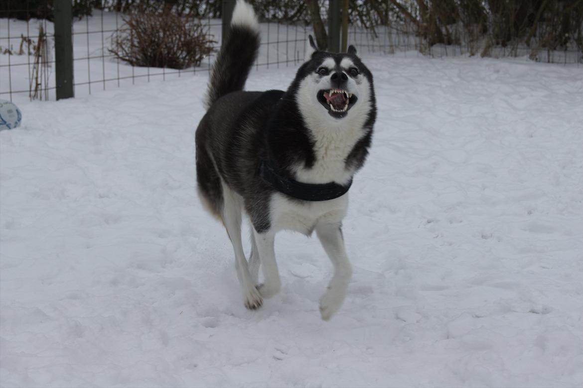 Siberian husky Lady, Himmelhund billede 19