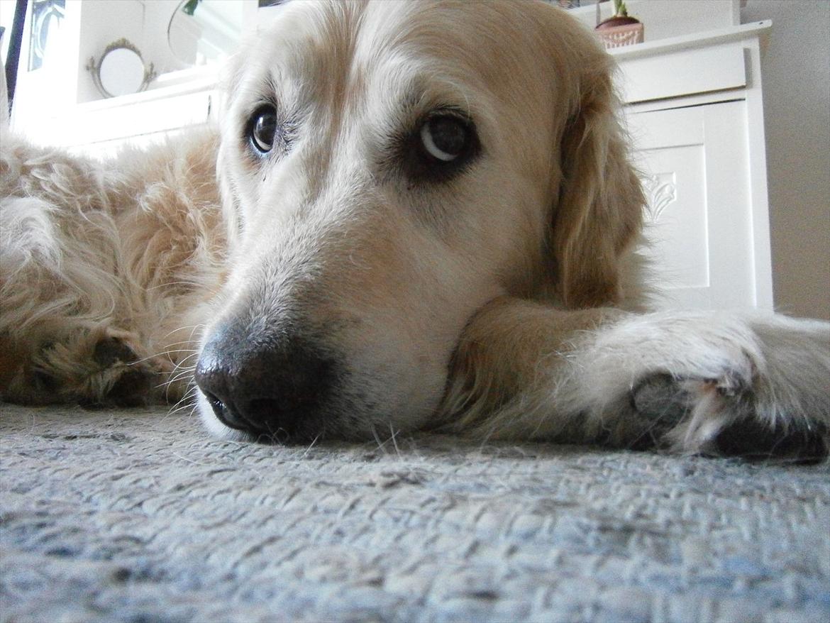 Golden retriever Woodsquares That's My Ludvig - Ludvig :) billede 3