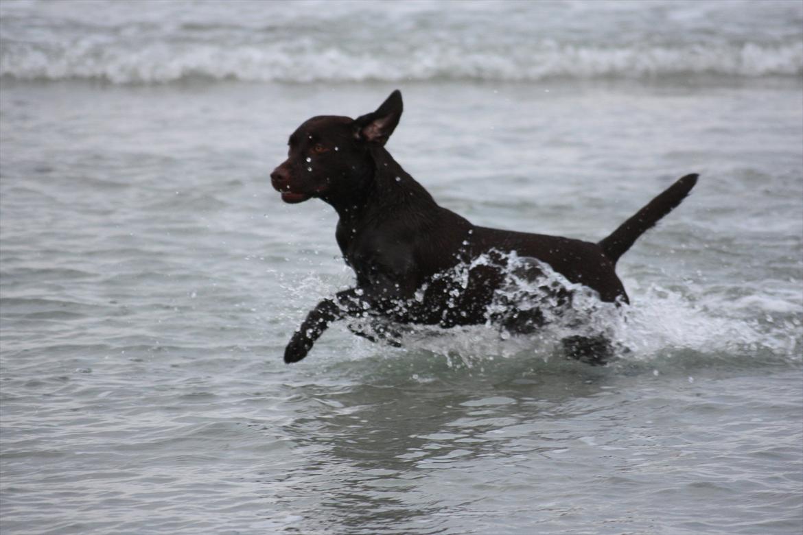 Labrador retriever Nuca - Juleferie på Bornholm 2011.. Mmm, vandet på Balka strand er lige noget Nuca kan lide :) billede 17