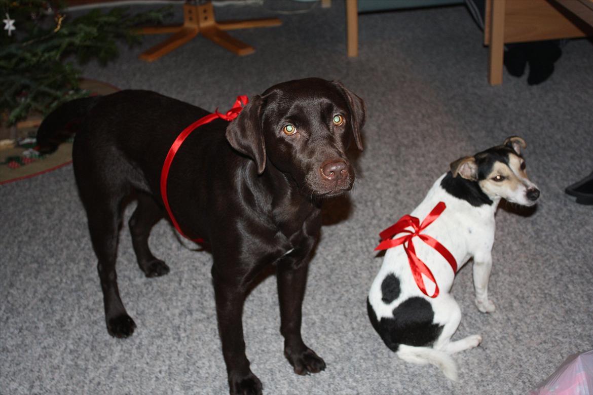 Jack russell terrier My - Juleferie på Bornholm 2011.
My og Nuca har fået et fint gavebånd på juleaften :) billede 28