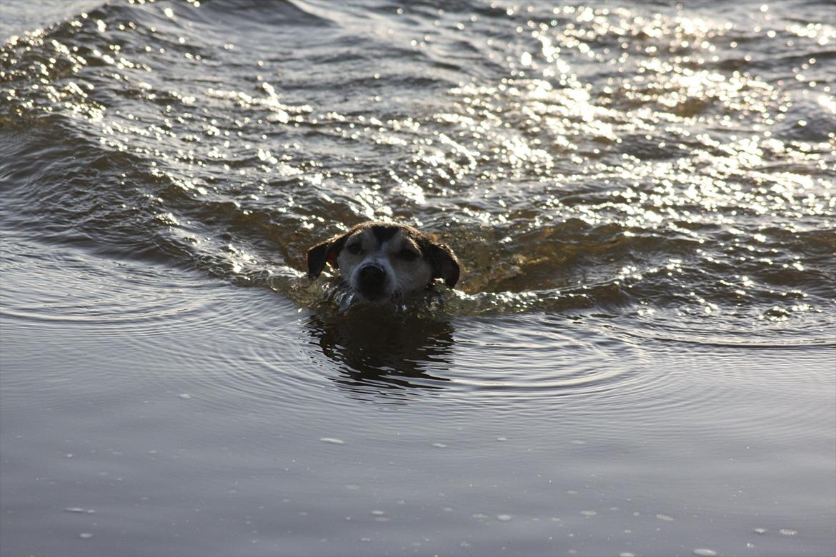 Jack russell terrier My - Juleferie på Bornholm 2011.
Puha, det er hårdt at svømme :) billede 21