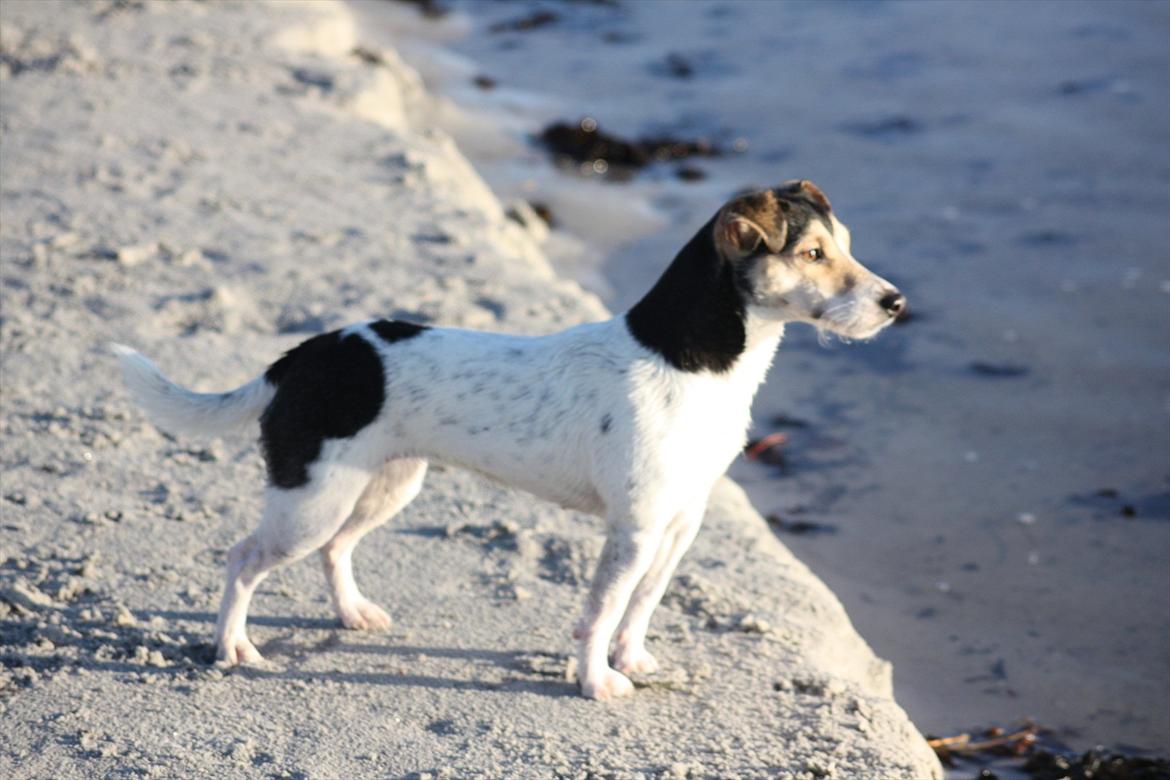 Jack russell terrier My - Juleferie på Bornholm 2011.
My spejder efter Nuca, som er ovre på den anden side af å'en :) billede 22