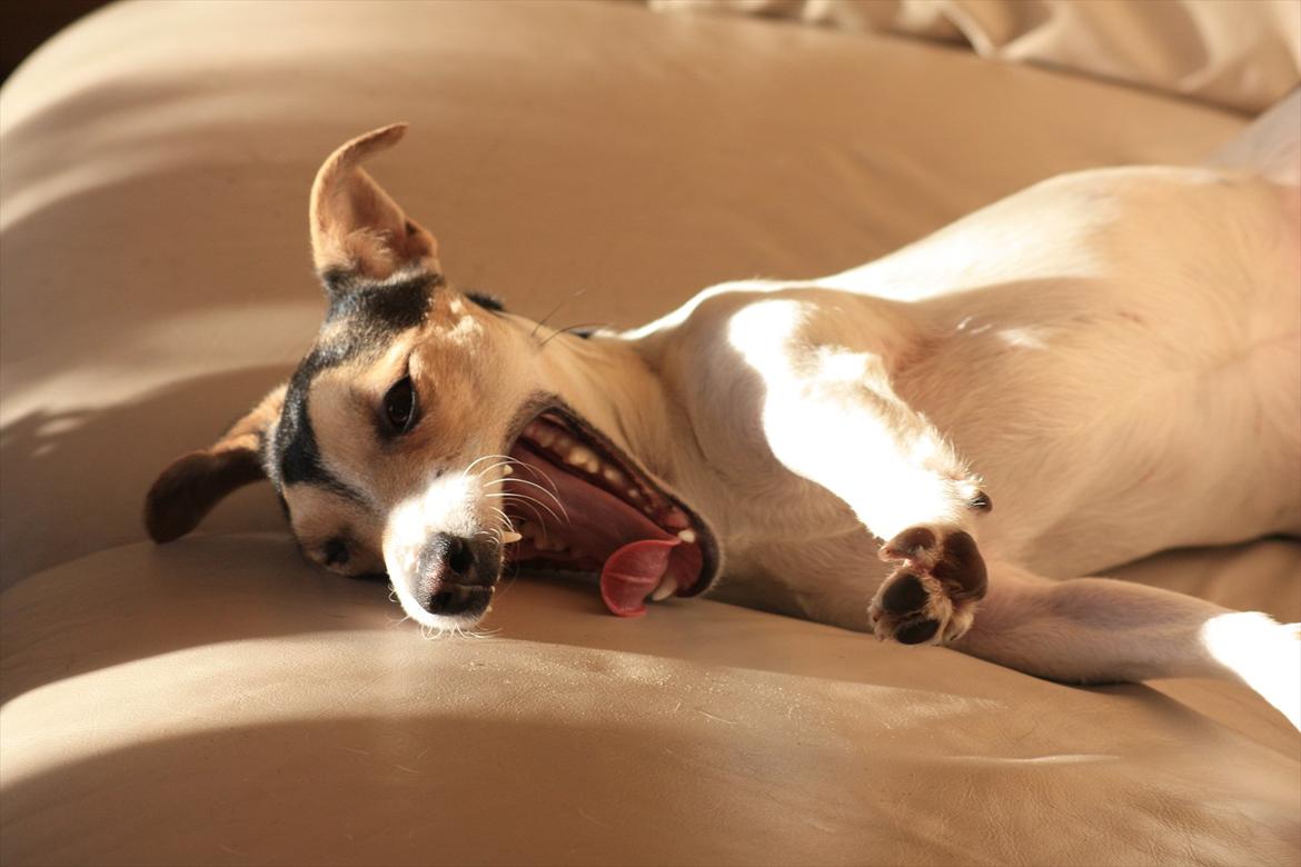 Jack russell terrier My - Aaarh! Der er intet, som en blød sofa om morgenen :)
Skøre hund ;D billede 11