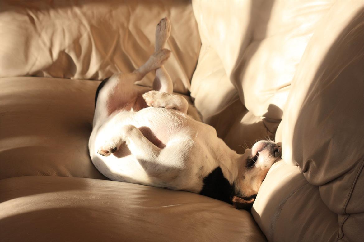 Jack russell terrier My - Det er dejligt at have en sofa som man kan putte sig i :) billede 23