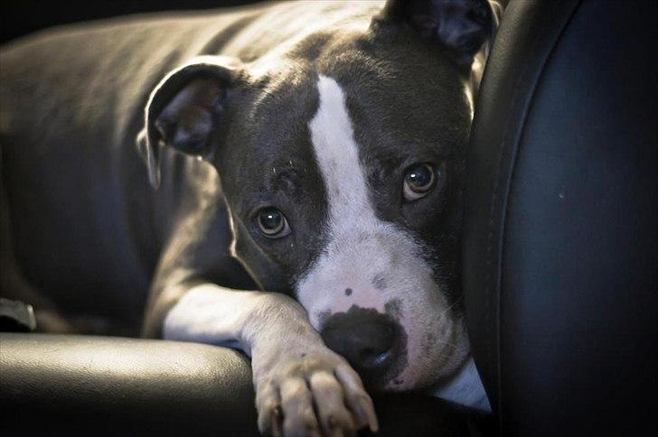 Amerikansk staffordshire terrier Commando Aio billede 2