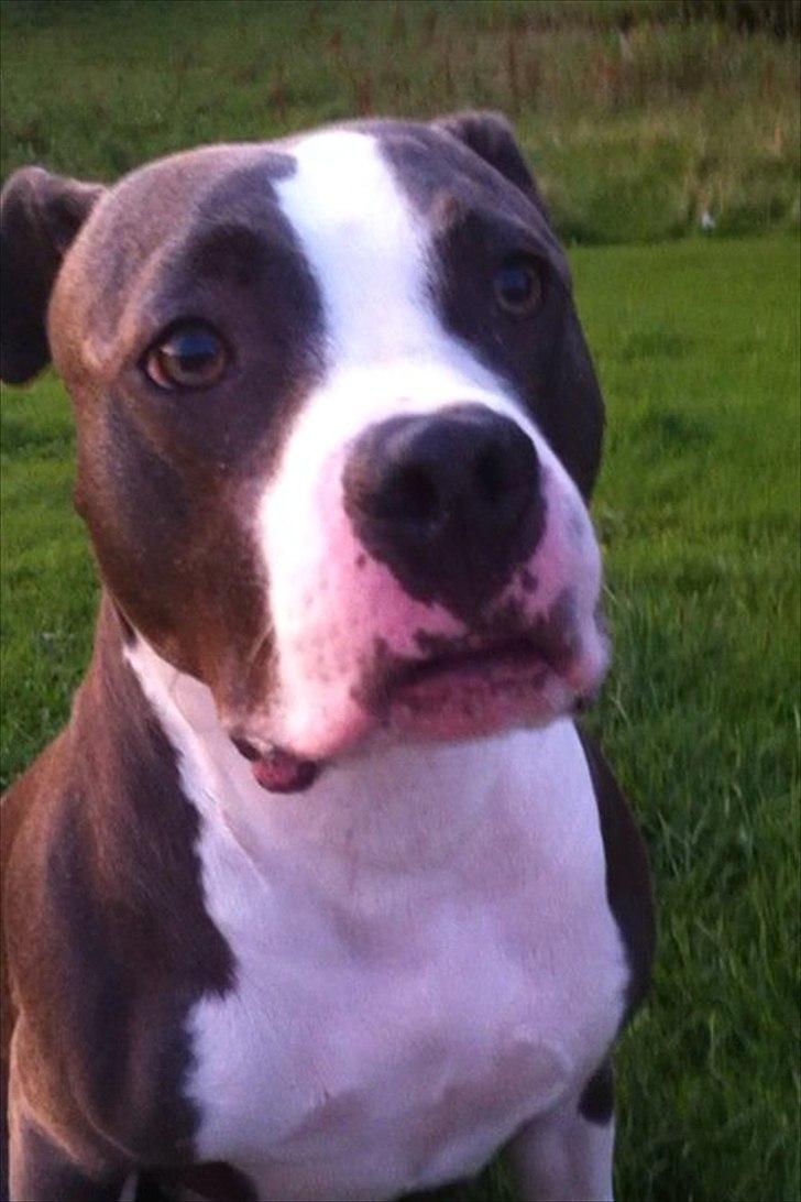 Amerikansk staffordshire terrier Commando Aio billede 4