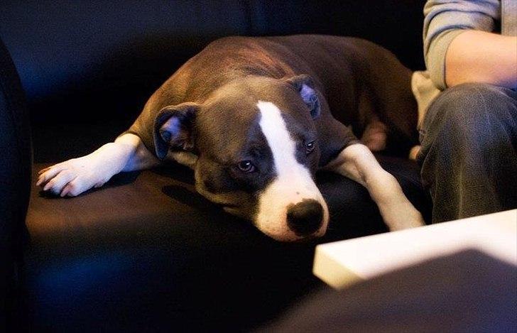 Amerikansk staffordshire terrier Commando Aio billede 1