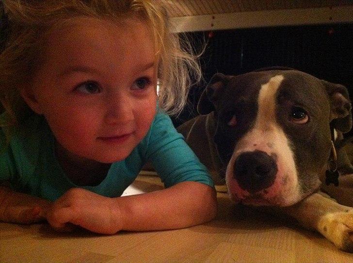 Amerikansk staffordshire terrier Commando Aio billede 3