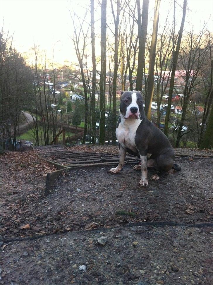 Amerikansk staffordshire terrier Commando Aio billede 5