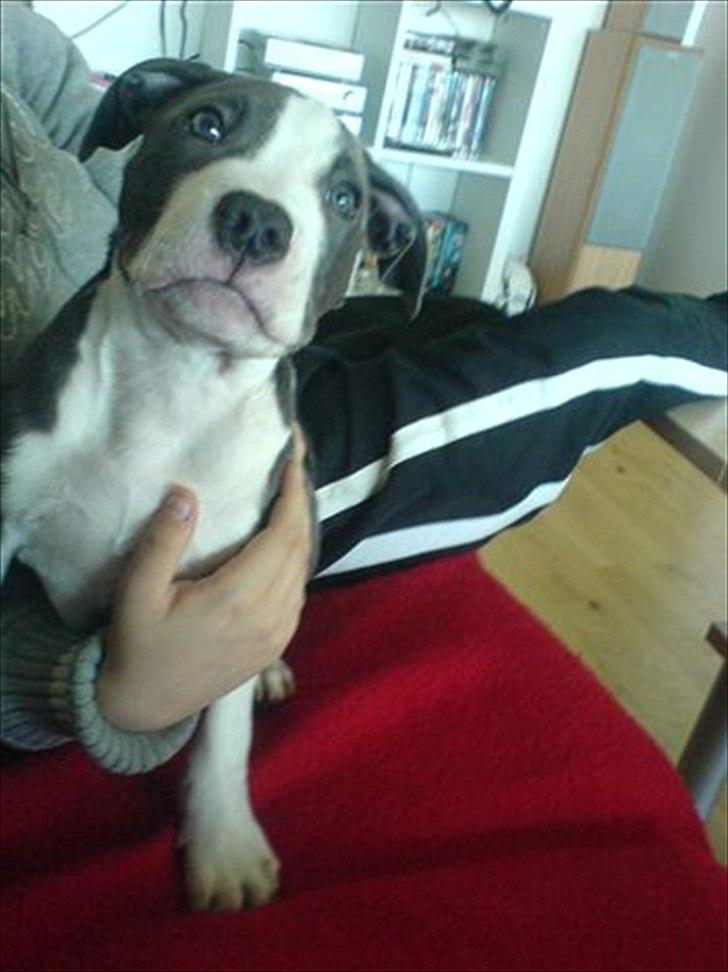 Amerikansk staffordshire terrier Commando Aio billede 20